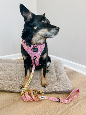 INFLUENCER_CONTENT | @CHAITOTHERESCUE | COLLAR SIZE: M & HARNESS SIZE: L