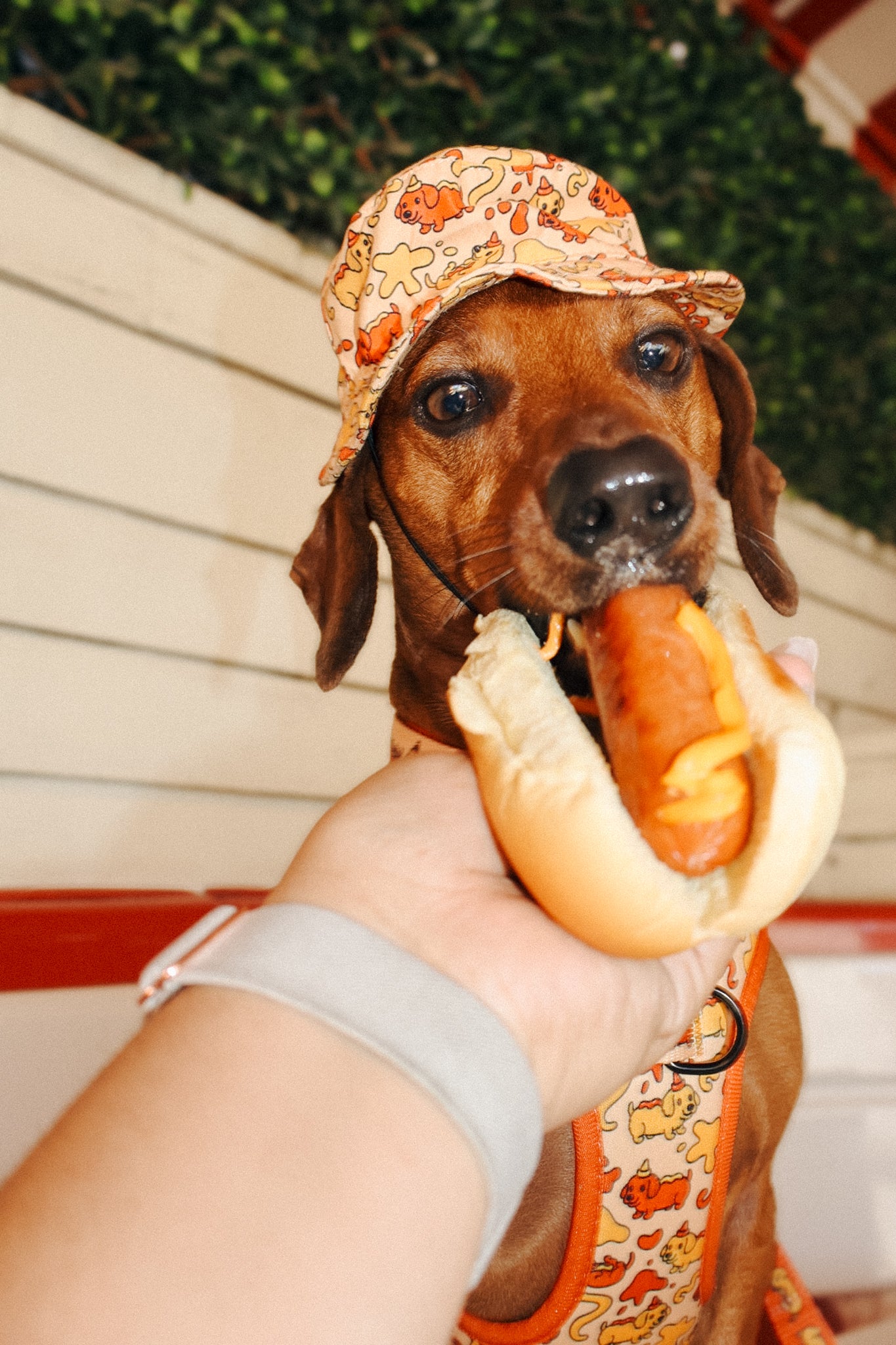 INFLUENCER_CONTENT | @CHORIZOCONBOLILLO | SIZE M