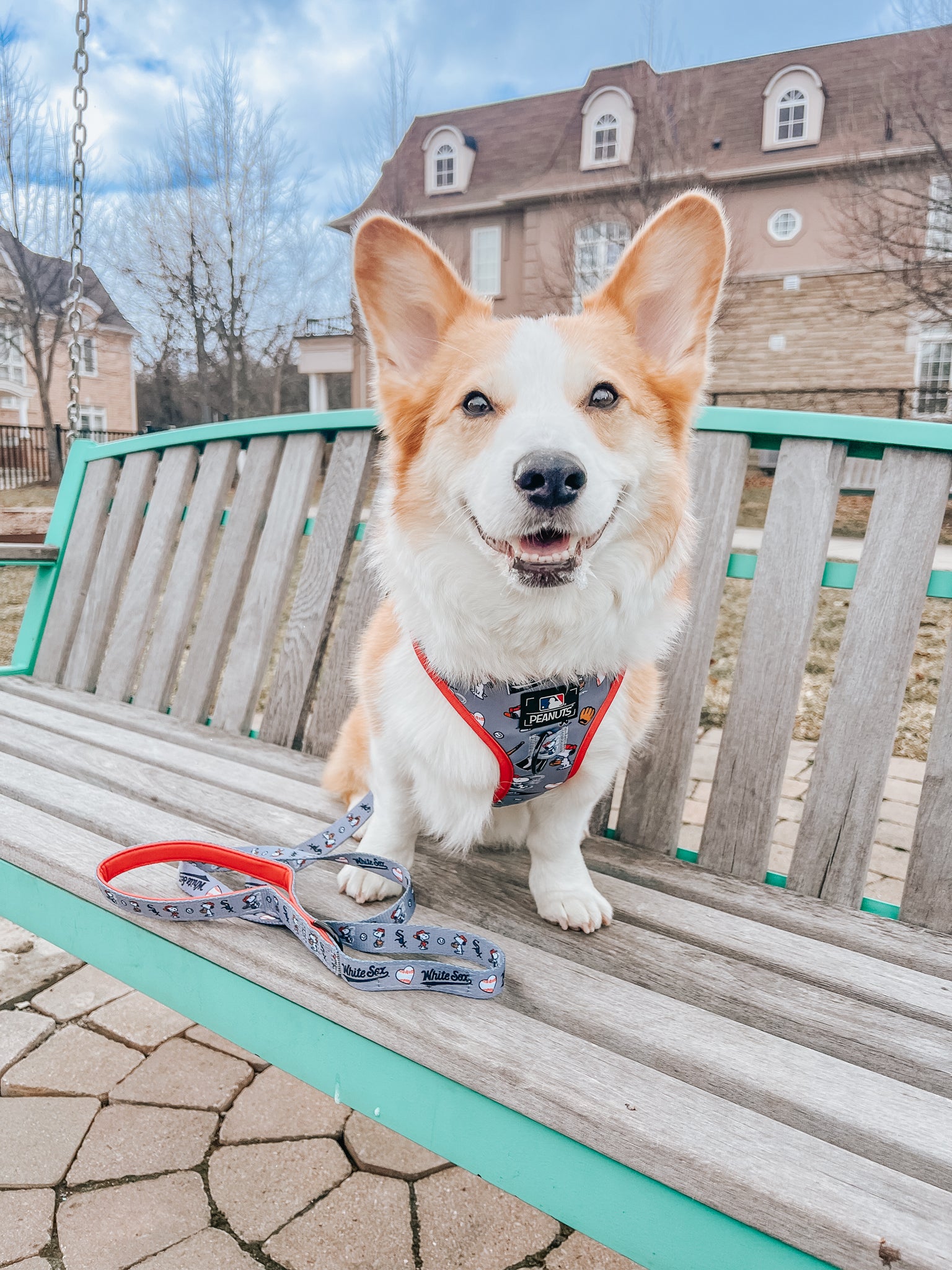 A cheerful corgi in a Sassy Woof Dog Adjustable Harness - MLB™ x Peanuts™ Chicago White Sox™ sits on a wooden park bench with its leash nearby. In the background, houses and bare trees appear under a partly cloudy sky.