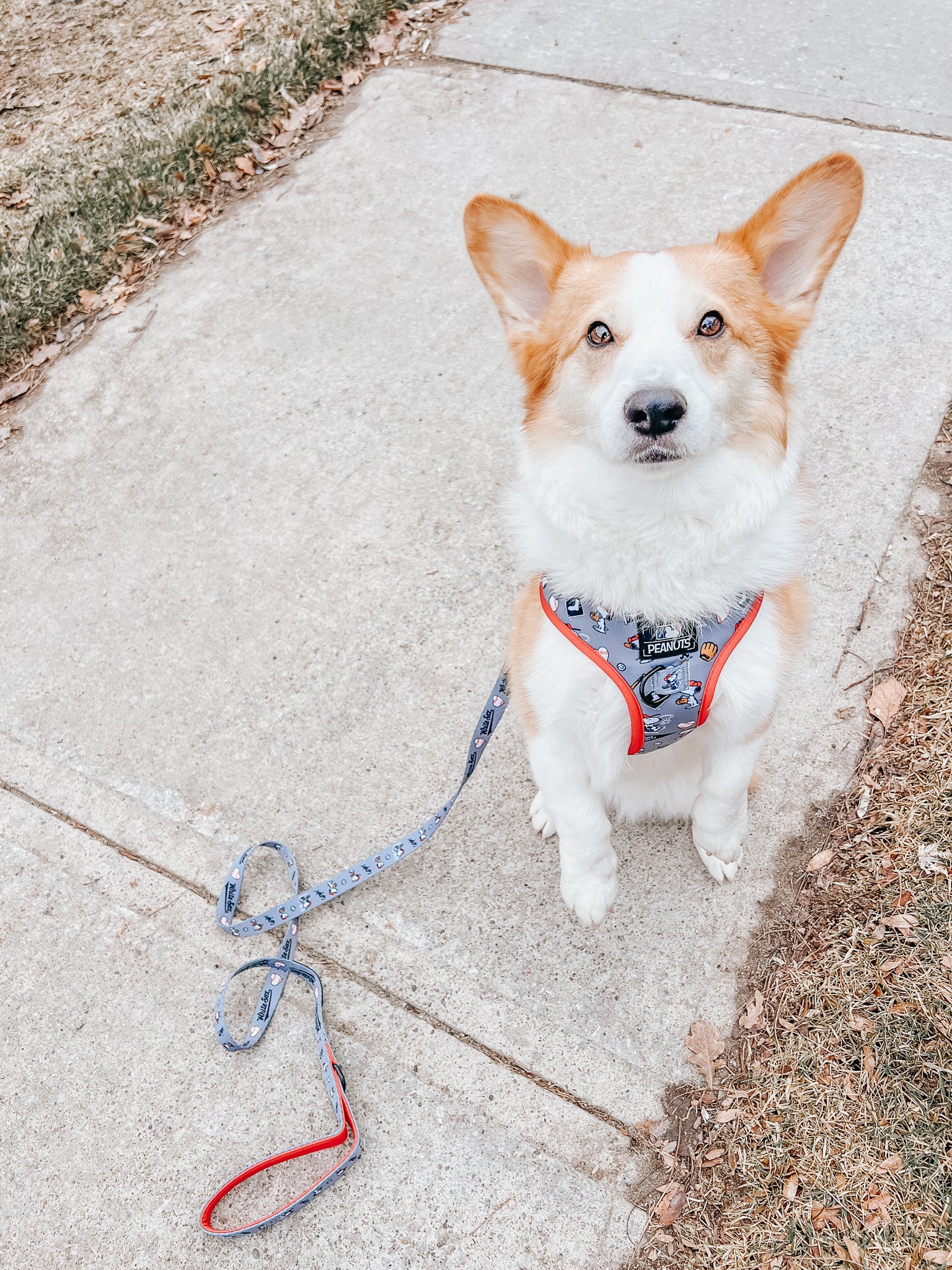 A tan and white corgi sits alert on a sidewalk, wearing a Sassy Woof Dog Adjustable Harness - MLB™ x Peanuts™ Chicago White Sox™, with an attached leash. The pup looks up attentively as grass and dry leaves line the walkway.