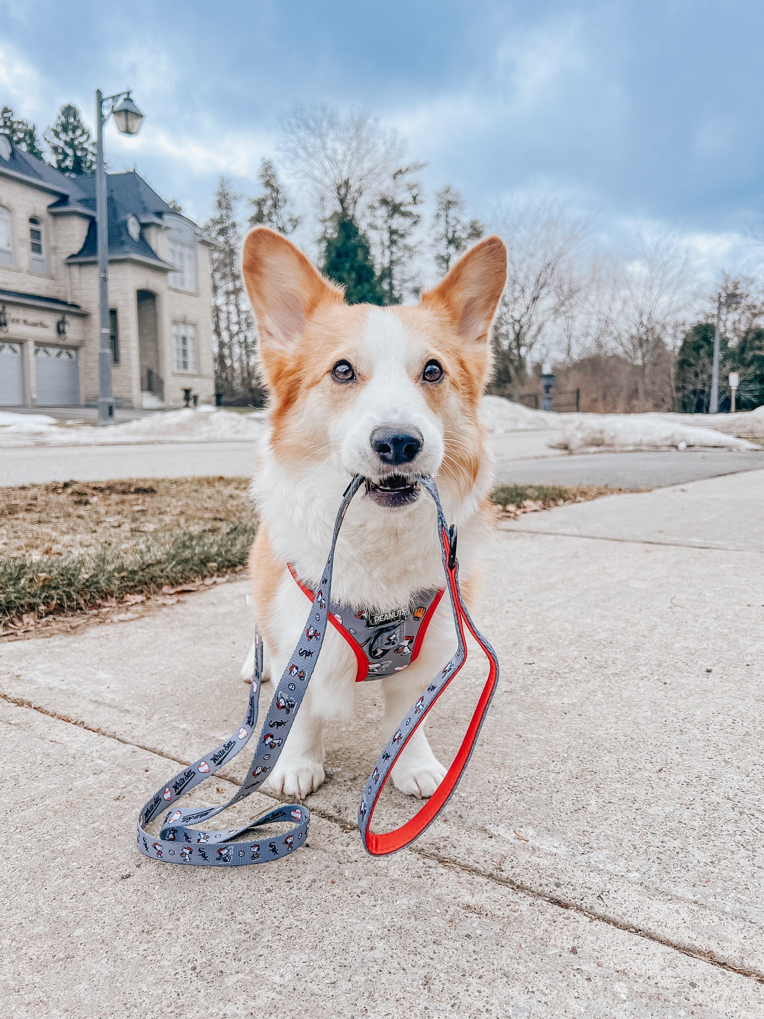 A corgi wears a Sassy Woof Dog Adjustable Harness - MLB™ x Peanuts™ Chicago White Sox™, sitting on a sidewalk holding its leash in its mouth, with houses, trees, and a cloudy sky in the background.