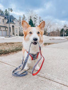 A corgi wears a Sassy Woof Dog Adjustable Harness - MLB™ x Peanuts™ Chicago White Sox™, sitting on a sidewalk holding its leash in its mouth, with houses, trees, and a cloudy sky in the background.