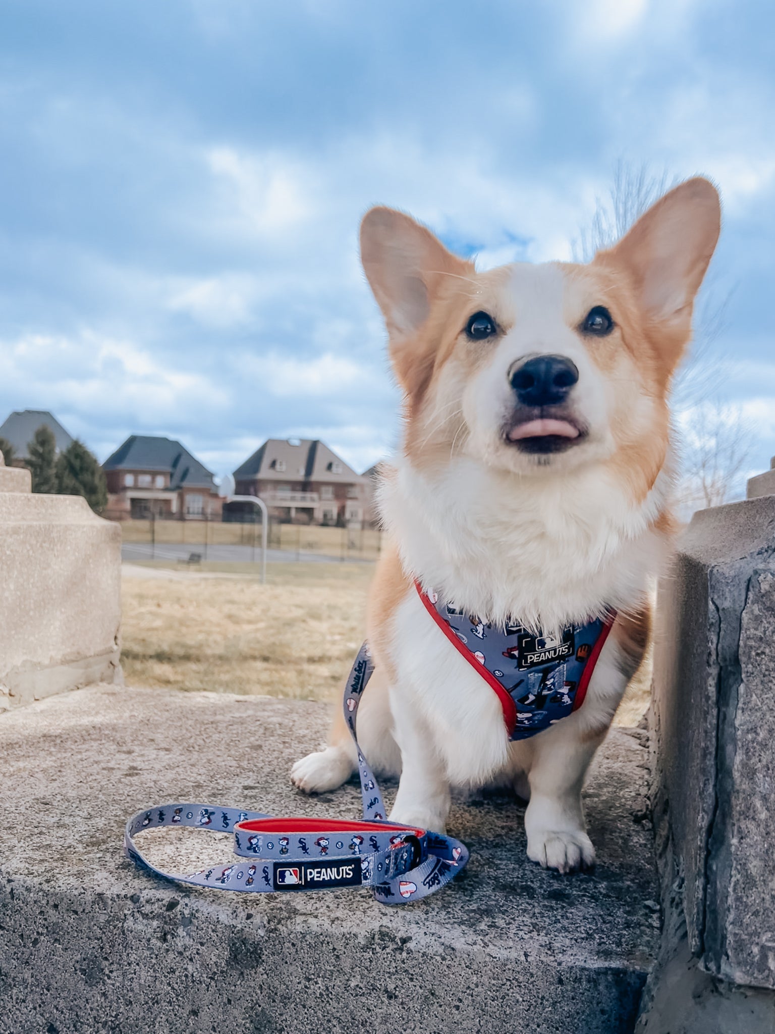 A corgi wearing the Sassy Woof Dog Leash - MLB™ x Peanuts™ Chicago White Sox™ harness sits on a concrete step outdoors, tongue slightly out, with houses and a cloudy sky in the background.