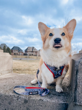 A corgi wearing the Sassy Woof Dog Leash - MLB™ x Peanuts™ Chicago White Sox™ harness sits on a concrete step outdoors, tongue slightly out, with houses and a cloudy sky in the background.