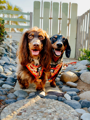 INFLUENCER_CONTENT | @DACH.VADER | SIZE XS