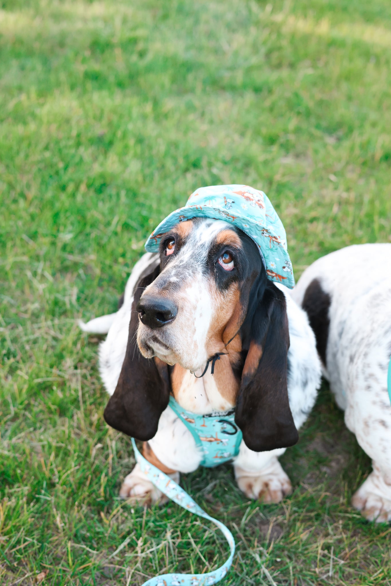 INFLUENCER_CONTENT | @DOLLY_JEAN_THE_BASSET | HAT SIZE: M & HARNESS SIZE L