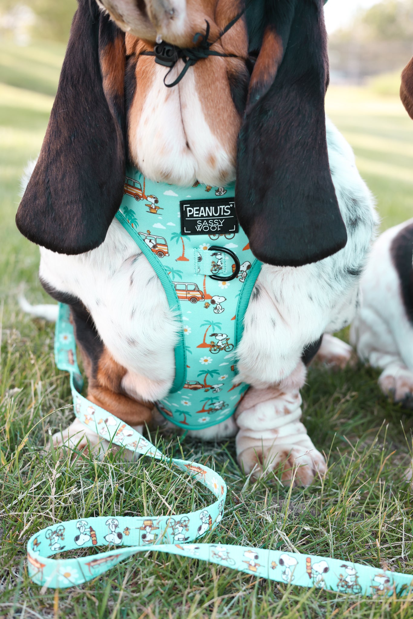 INFLUENCER_CONTENT | @DOLLY_JEAN_THE_BASSET| SIZE L