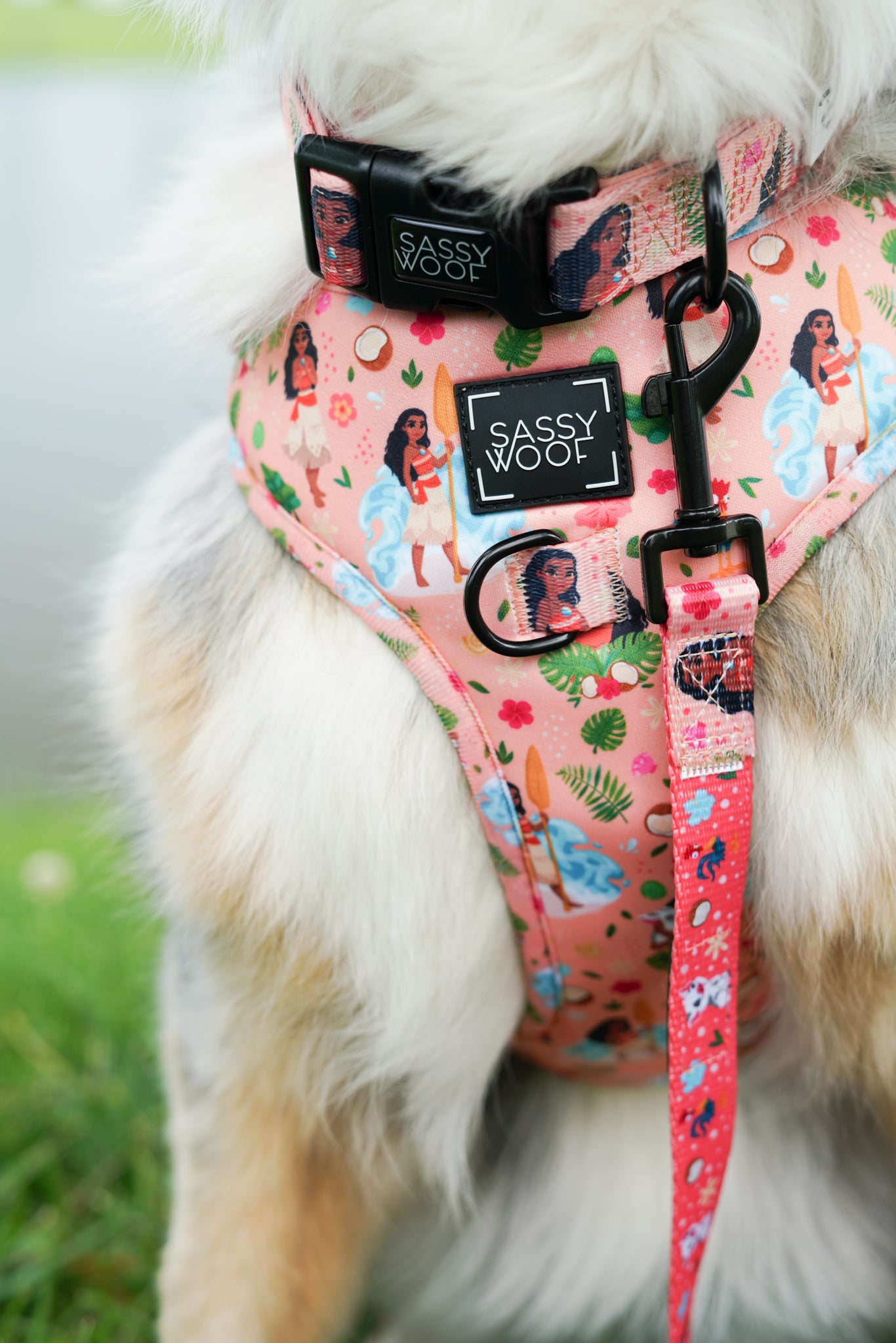 INFLUENCER_CONTENT | @EUREKAPAWS | COLLAR SIZE: L & HARNESS SIZE: L
