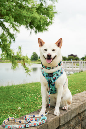 INFLUENCER_CONTENT | @EUREKAPAWS | COLLAR SIZE: L & HARNESS SIZE: L