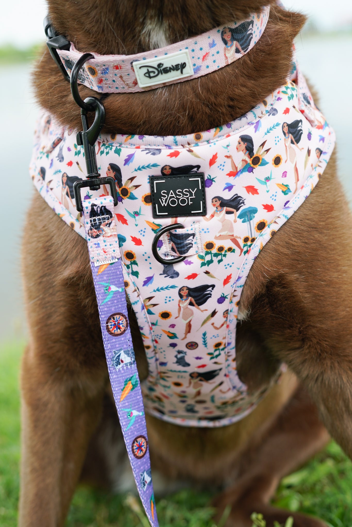 INFLUENCER_CONTENT | @EUREKAPAWS | COLLAR SIZE: L & HARNESS SIZE: XL