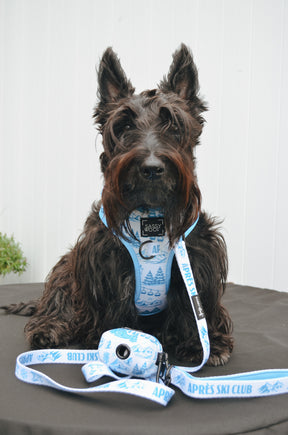 INFLUENCER_CONTENT | @GINGERTHESCOTTIEDOGGO | HARNESS & COLLAR SIZES: M