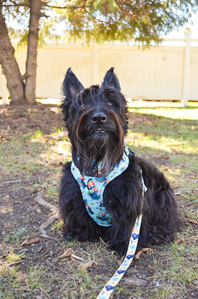 INFLUENCER_CONTENT | @GINGER_THESCOTTIEDOGGO| COLLAR SIZE: M & HARNESS SIZE: M