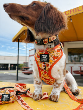 INFLUENCER_CONTENT | HAUSOFODOXIES | SIZE XS