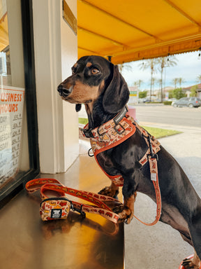 INFLUENCER_CONTENT | HAUSOFODOXIES | SIZE XS