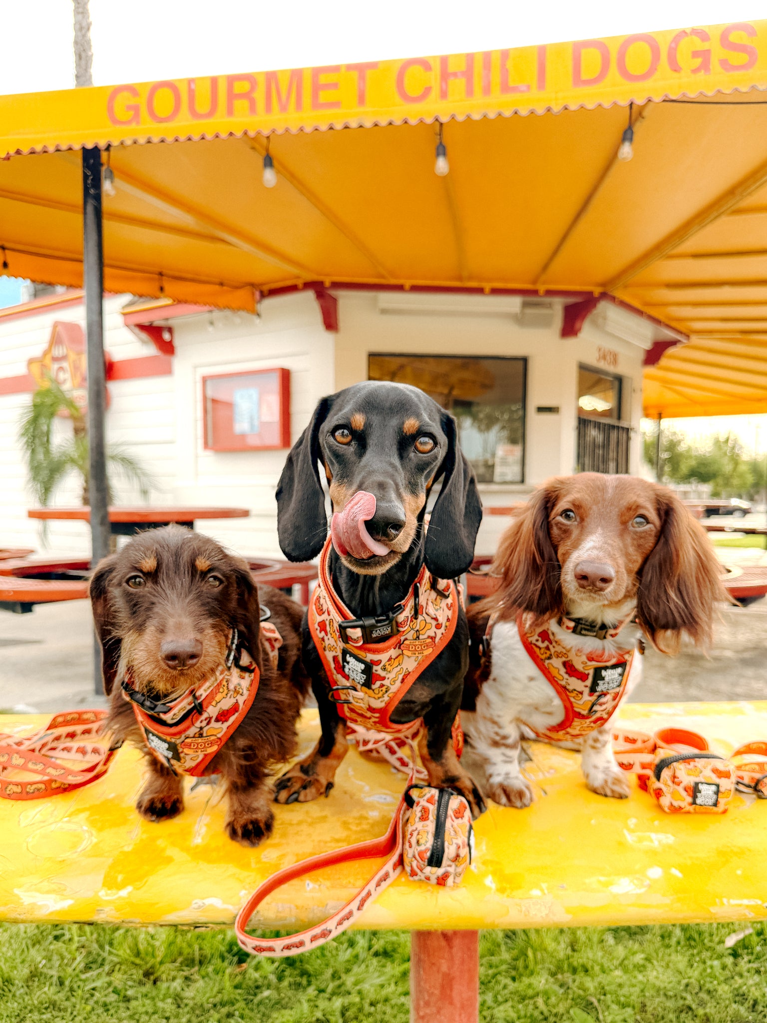 INFLUENCER_CONTENT | HAUSOFODOXIES | SIZE XS