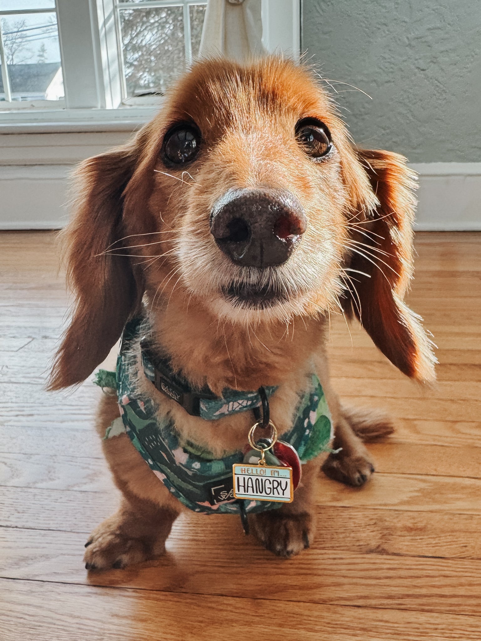 INFLUENCER_CONTENT | @HENLEY_THE_HOTDOG | SIZE S