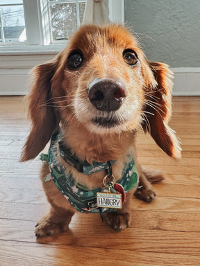 INFLUENCER_CONTENT | @HENLEY_THE_HOTDOG | SIZE S