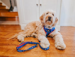 A fluffy light-colored dog wearing a Sassy Woof Dog Leash - MLB™ x Peanuts™ Toronto Blue Jays™ and matching harness lies on a wooden floor in front of a white cabinet.