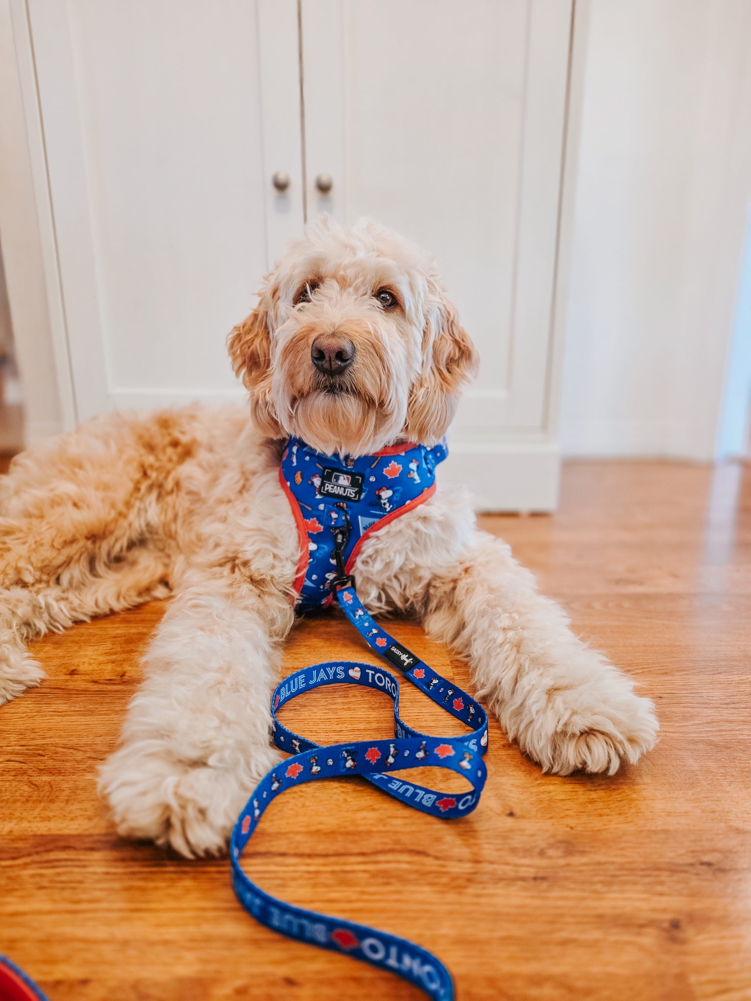 A fluffy, light-colored dog wears the Sassy Woof Harness Three Piece Bundle - MLB™ x Peanuts™ Toronto Blue Jays™ and matching leash while lying on a wooden floor in front of a white cabinet.