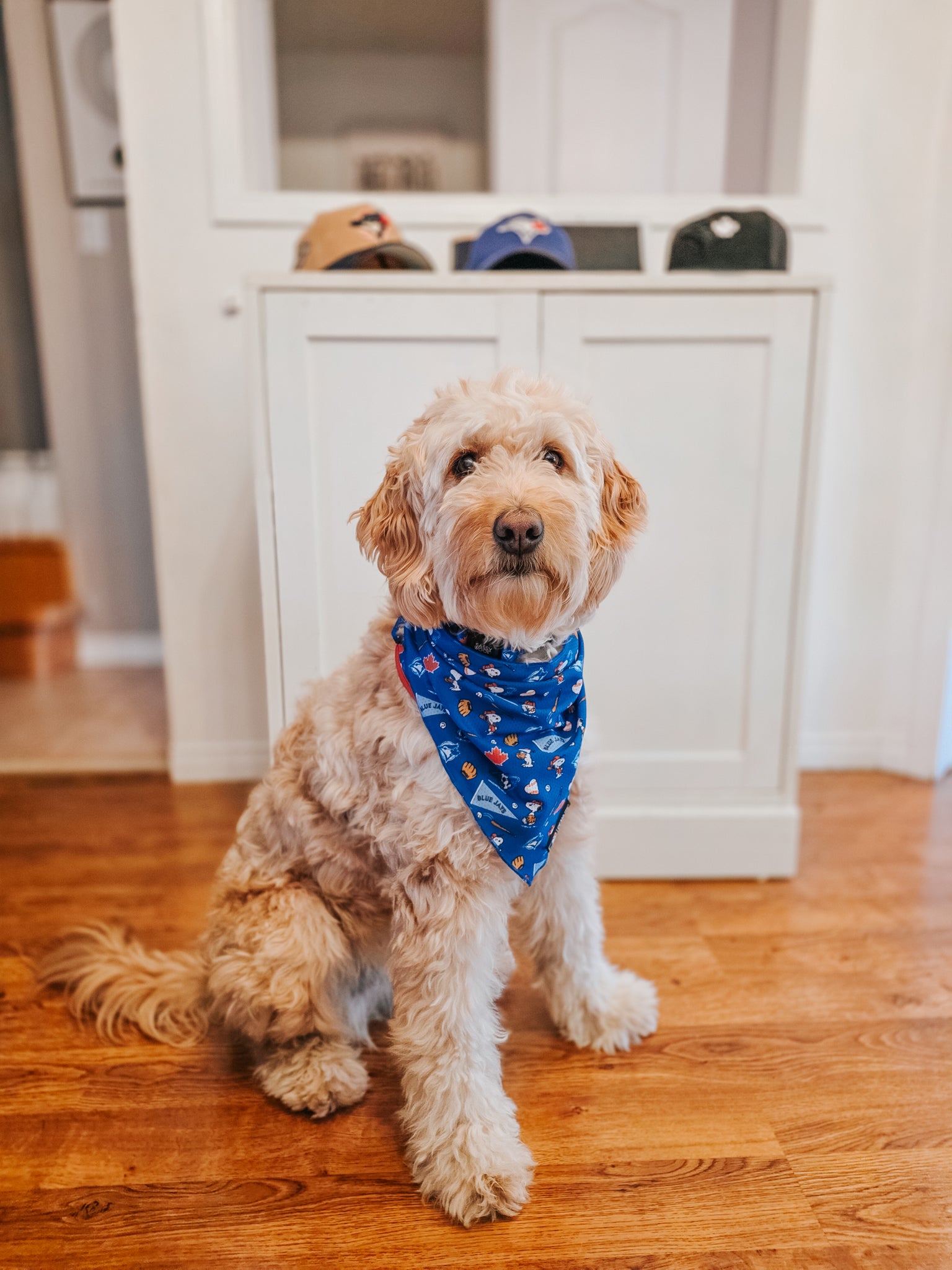 INFLUENCER_CONTENT | @HONEYTHESWEETESTGOLDENDOODLE | SIZE L