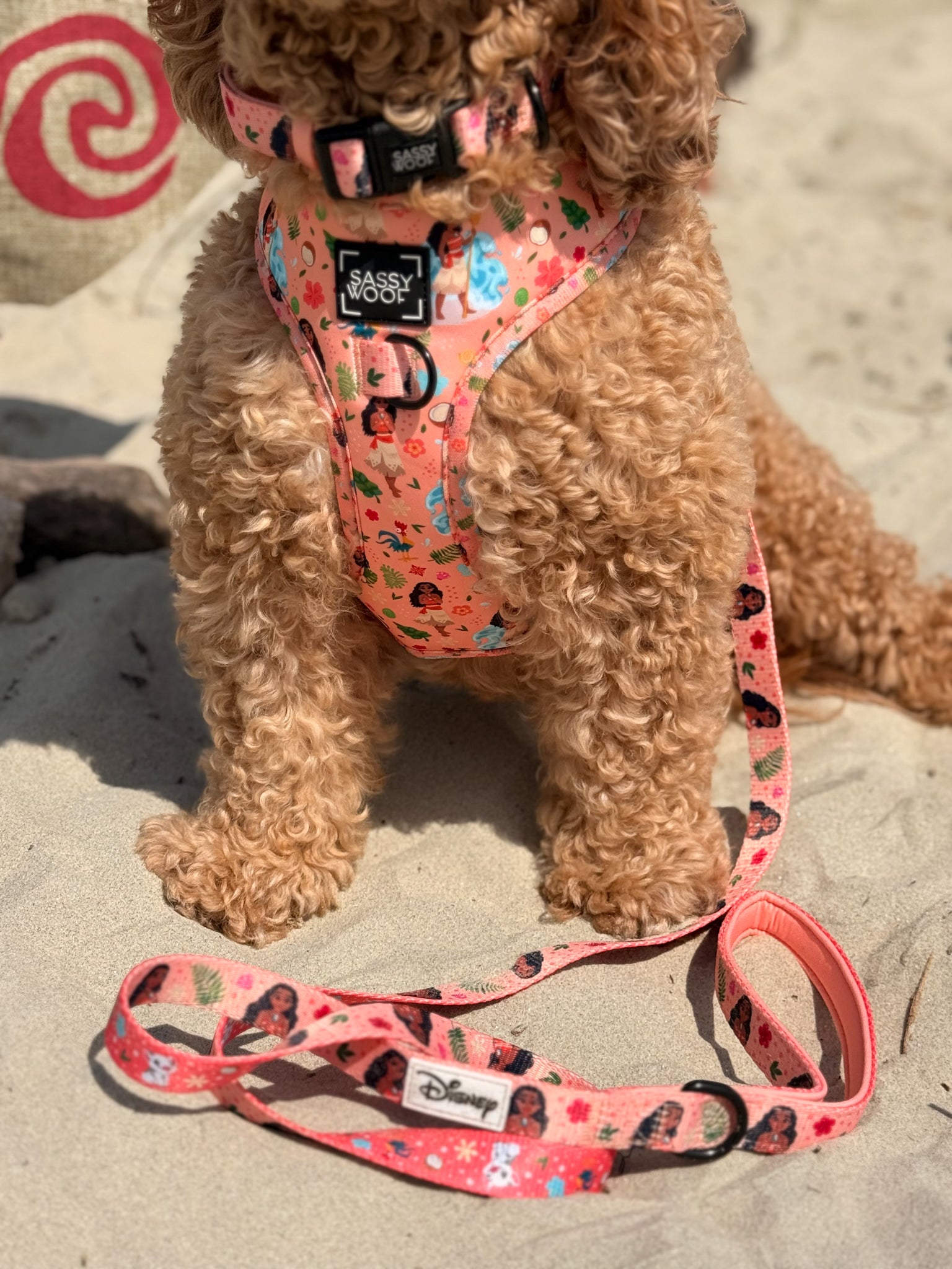 INFLUENCER_CONTENT | @ISABELLASDOODLEDIARIES | COLLAR & HARNESS SIZE: M