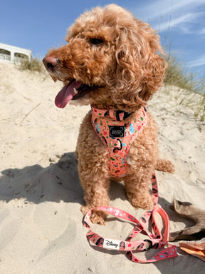 INFLUENCER_CONTENT | @ISABELLASDOODLEDIARIES | COLLAR & HARNESS SIZE: M