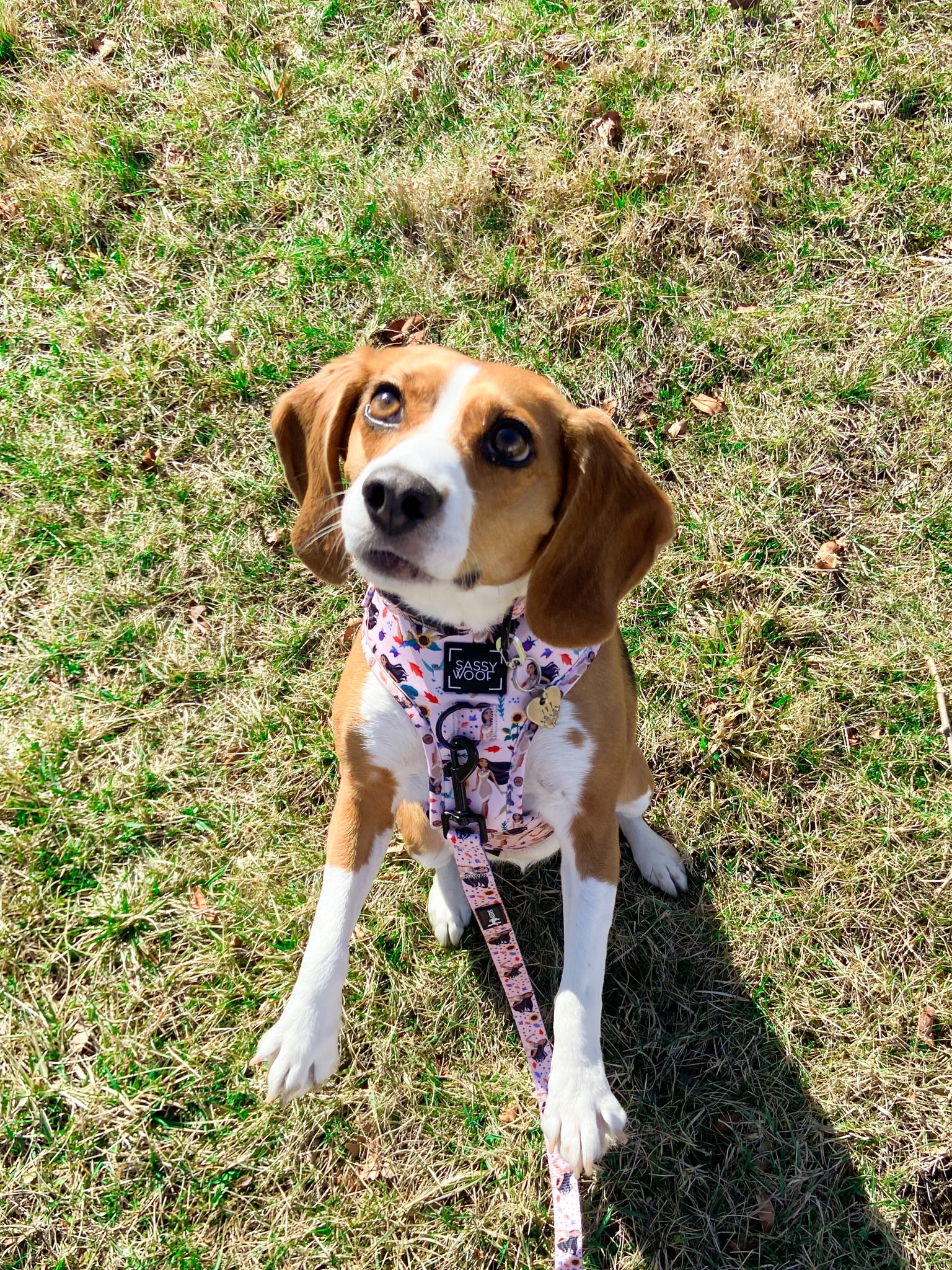INFLUENCER_CONTENT | @IVYTHEBEAGLE22 | COLLAR & HARNESS SIZE: M