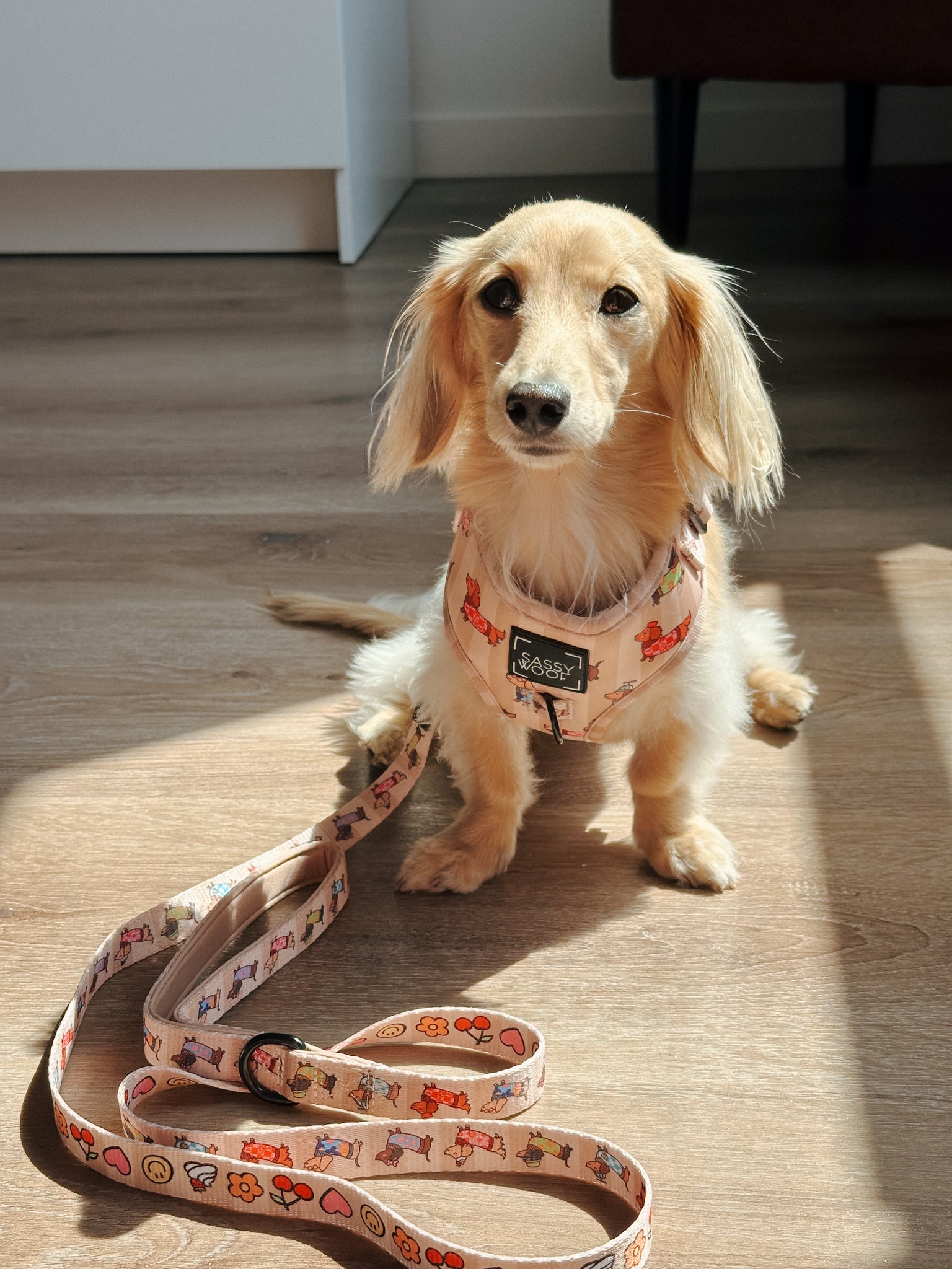 INFLUENCER_CONTENT | @JUNIE.THEWIENER | HARNESS SIZE: XS