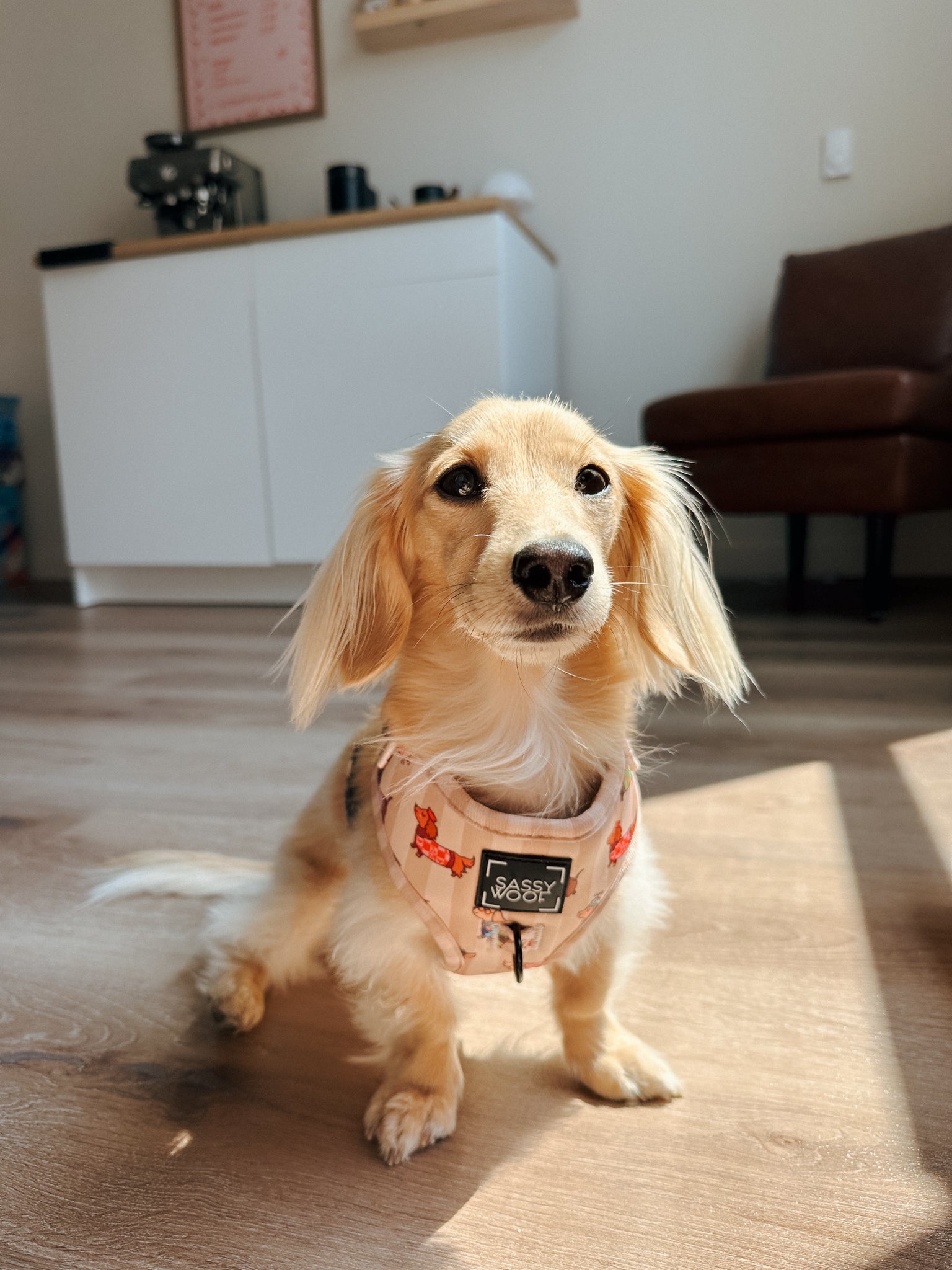 INFLUENCER_CONTENT | @JUNIE.THEWIENER | HARNESS SIZE: XS