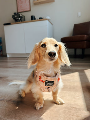 INFLUENCER_CONTENT | @JUNIE.THEWIENER | HARNESS SIZE: XS
