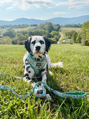 INFLUENCER_CONTENT | @KONABLUE_DAL | COLLAR SIZE: M HARNESS SIZE: L