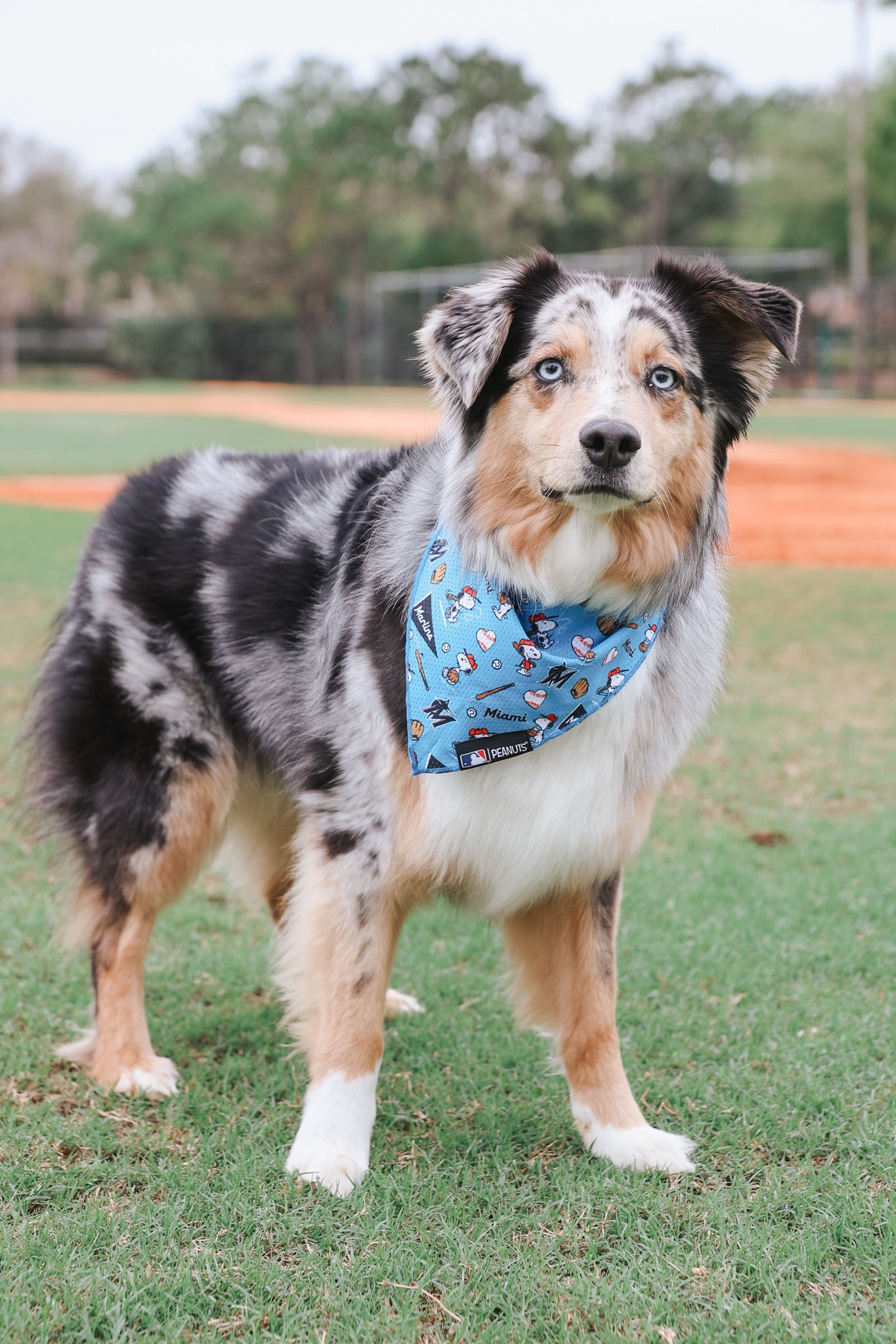 A blue merle Australian Shepherd with blue eyes stands on grass wearing a Sassy Woof Dog Bandana - MLB™ x Peanuts™ Miami Marlins™. Behind the pup is a baseball field with an orange dirt infield and trees in the background.