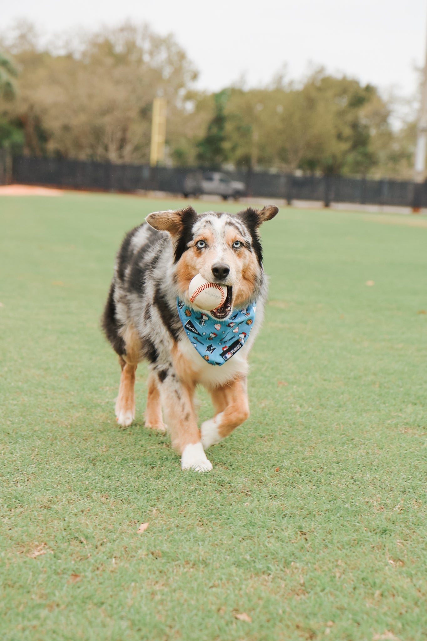 A playful Australian Shepherd wears a Sassy Woof Dog Bandana - MLB™ x Peanuts™ Miami Marlins™ while running on grass with a baseball, channeling Snoopy baseball vibes. Trees and a black fence blur in the background.