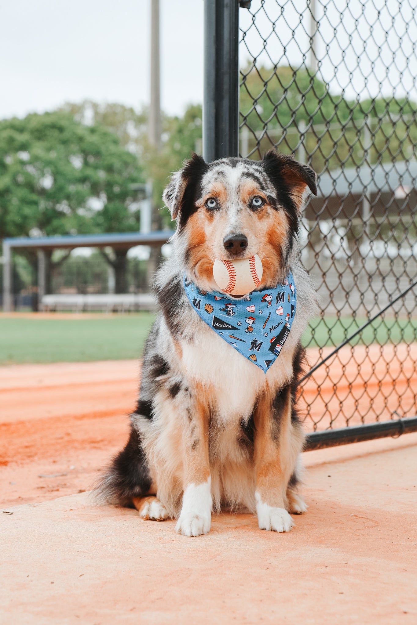 An Australian Shepherd with blue eyes sits on a baseball field in front of a chain-link fence, wearing a Sassy Woof Dog Bandana - MLB™ x Peanuts™ Miami Marlins™, featuring Snoopy and team logos.