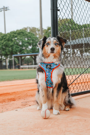 A dog wearing the Sassy Woof Dog Two Piece Bundle - MLB™ x Peanuts™ Miami Marlins™ sits on an orange dirt baseball field next to a baseball, with a chain-link fence and green trees in the background.