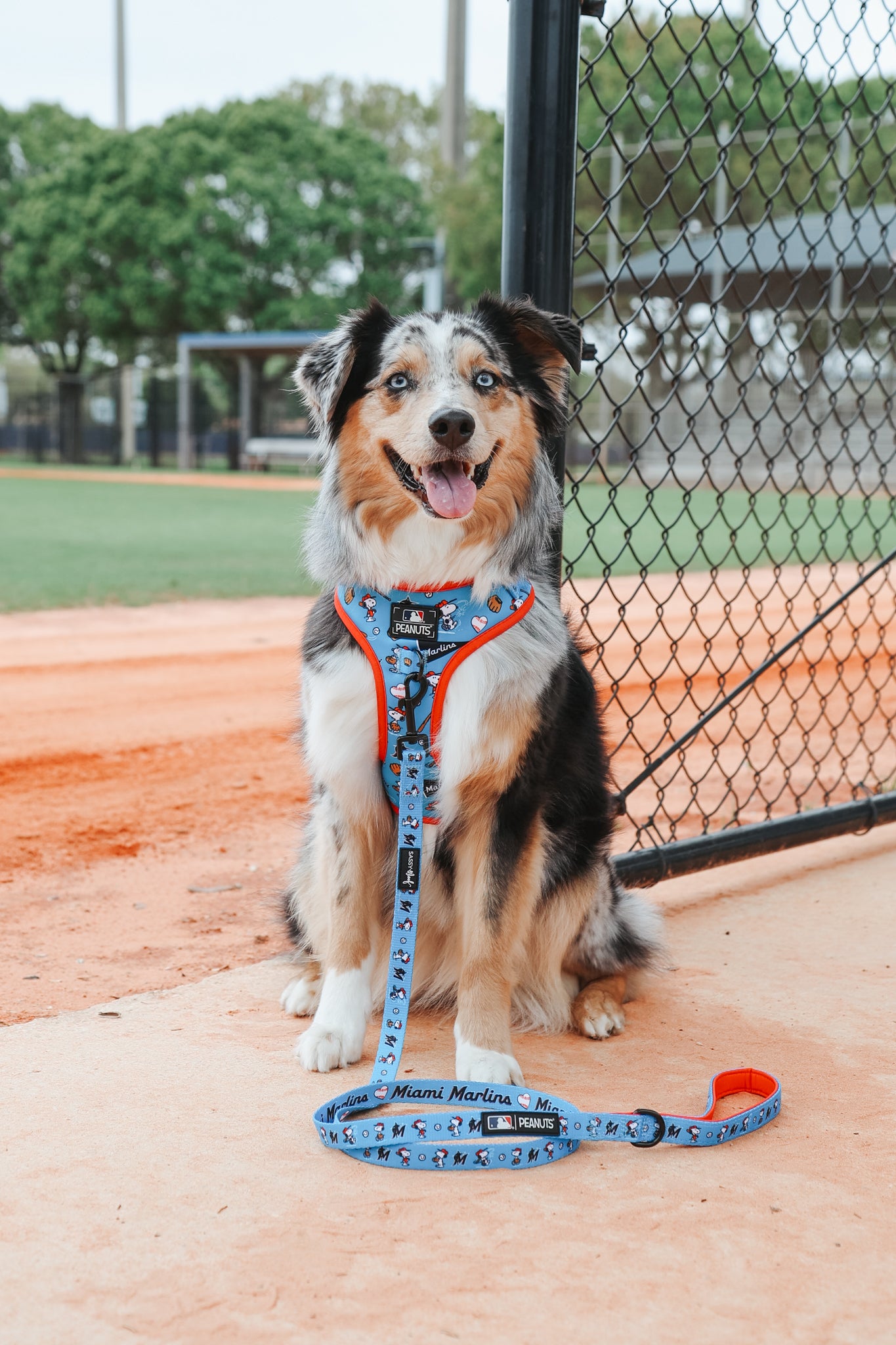 A happy Australian Shepherd sports a Sassy Woof Dog Leash - MLB™ x Peanuts™ Miami Marlins™ while sitting on an orange clay baseball field near a chain-link fence, with green trees and field equipment in the background.