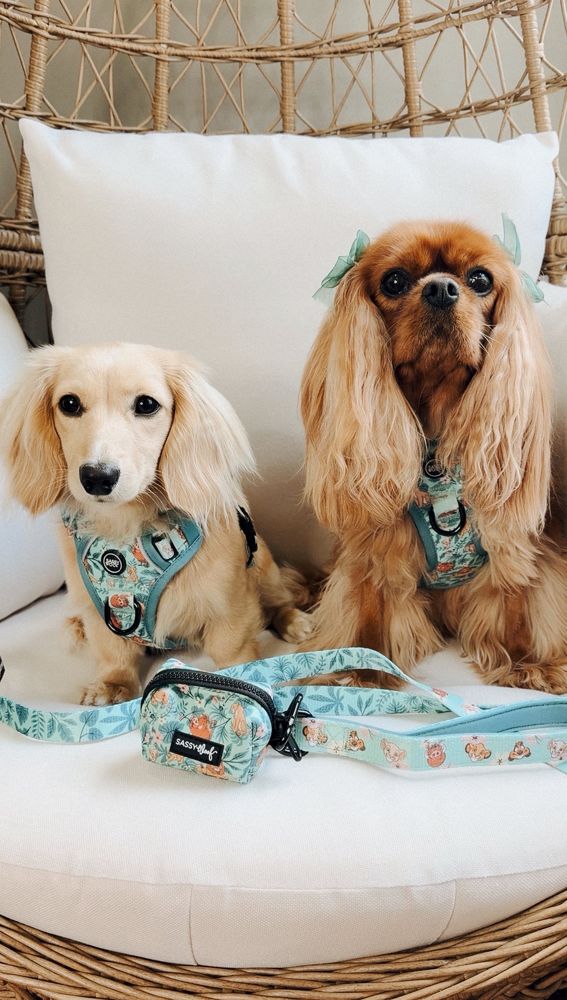 INFLUENCER_CONTENT | @LADYEMMAOFASHBURN & @LITTLELORDOTIS I COLLAR SIZE: S/M & HARNESS SIZE: XS/S