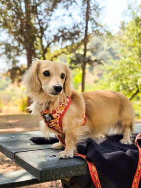 INFLUENCER_CONTENT | LEOTHELONGSAUSAGE | SIZE XS