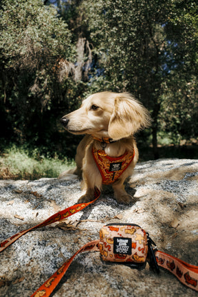 INFLUENCER_CONTENT | LEOTHELONGSAUSAGE | SIZE XS