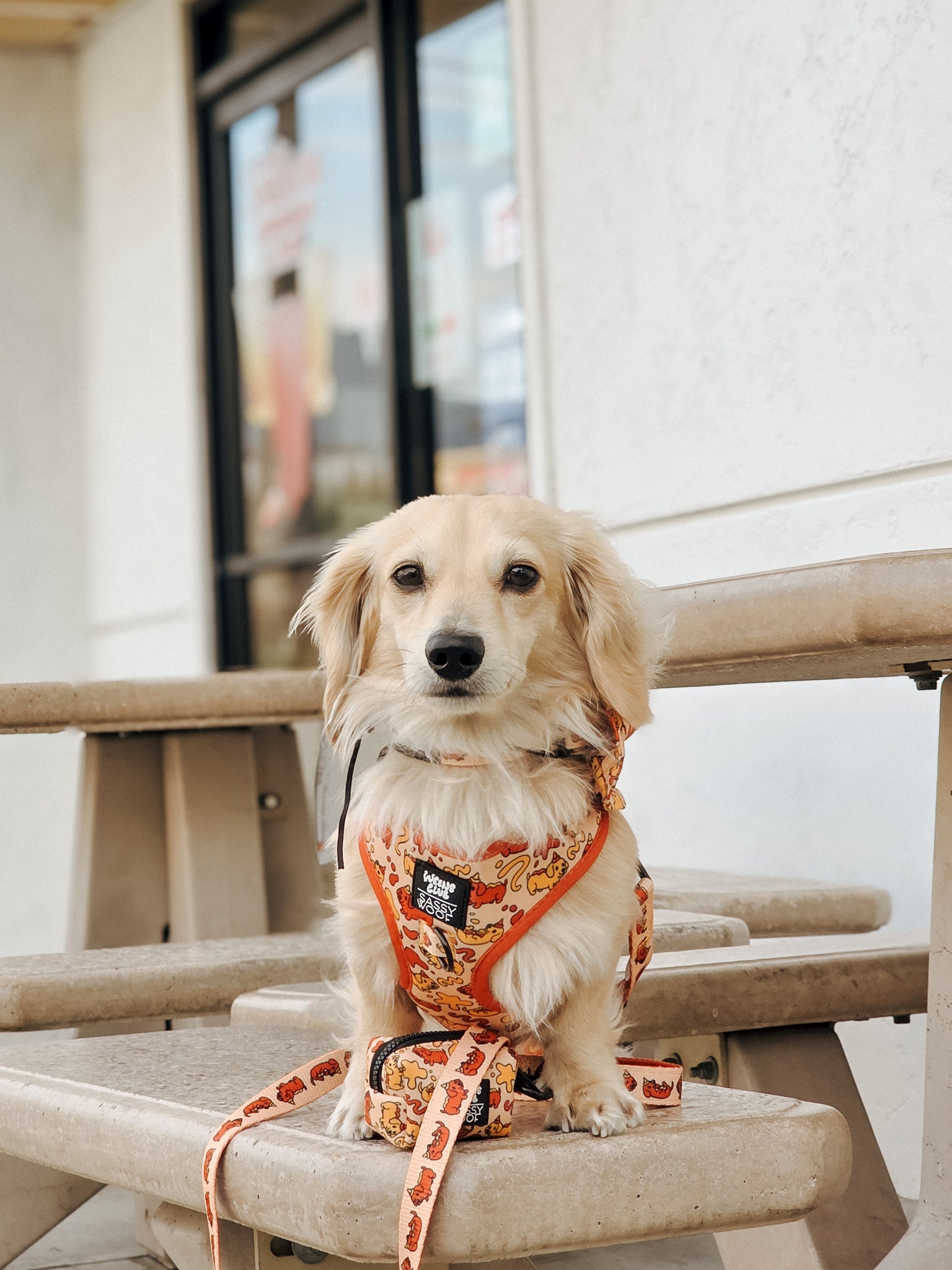 INFLUENCER_CONTENT | LEOTHELONGSAUSAGE | SIZE XS