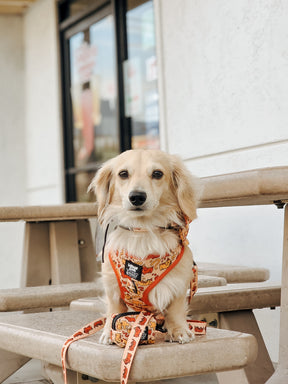 INFLUENCER_CONTENT | LEOTHELONGSAUSAGE | SIZE XS