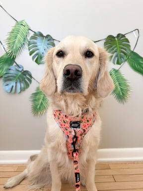 INFLUENCER_CONTENT | @LIFEWITHELLIEANDLEIA | COLLAR SIZE: L & HARNESS SIZE: L