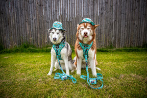 INFLUENCER_CONTENT | @LILLY_CLOVER_HUSKY | HAT SIZE: M & COLLAR & HARNESS SIZES L