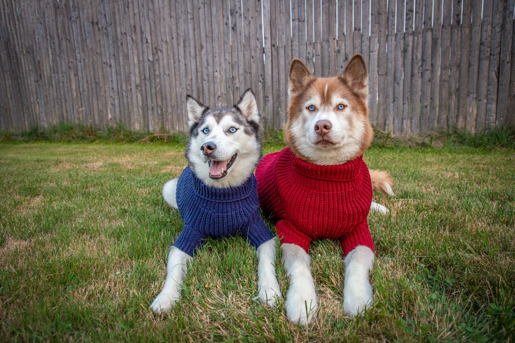 INFLUENCER_CONTENT | @LILLY_CLOVER_HUSKY | SIZE: XL & XXL