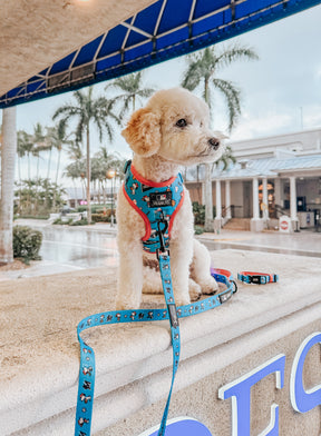 A fluffy white dog wears a Sassy Woof Dog Adjustable Harness - MLB™ x Peanuts™ Miami Marlins™ and blue leash, sitting on a stone ledge outside on a rainy day with palm trees and a building in the background.
