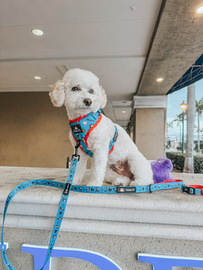 A small white dog with a fluffy coat and purple tail sits on a ledge, wearing the Sassy Woof Harness Three Piece Bundle - MLB™ x Peanuts™ Miami Marlins™, with buildings, a sidewalk, and palm trees in the background.
