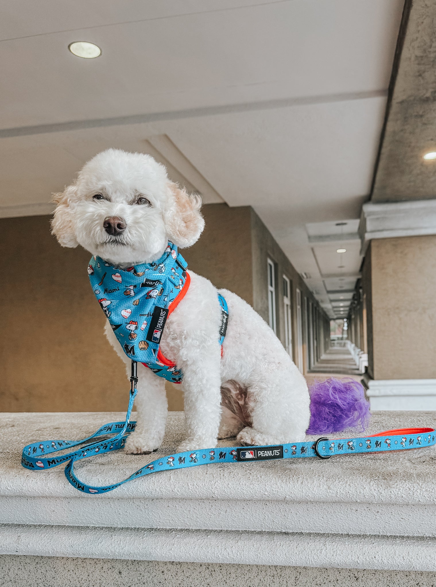 A small white dog with a fluffy coat and purple-dyed tail sits on a ledge, wearing a blue harness, patterned leash, and the Sassy Woof Dog Bandana - MLB™ x Peanuts™ Miami Marlins™. Behind is a covered walkway with columns.