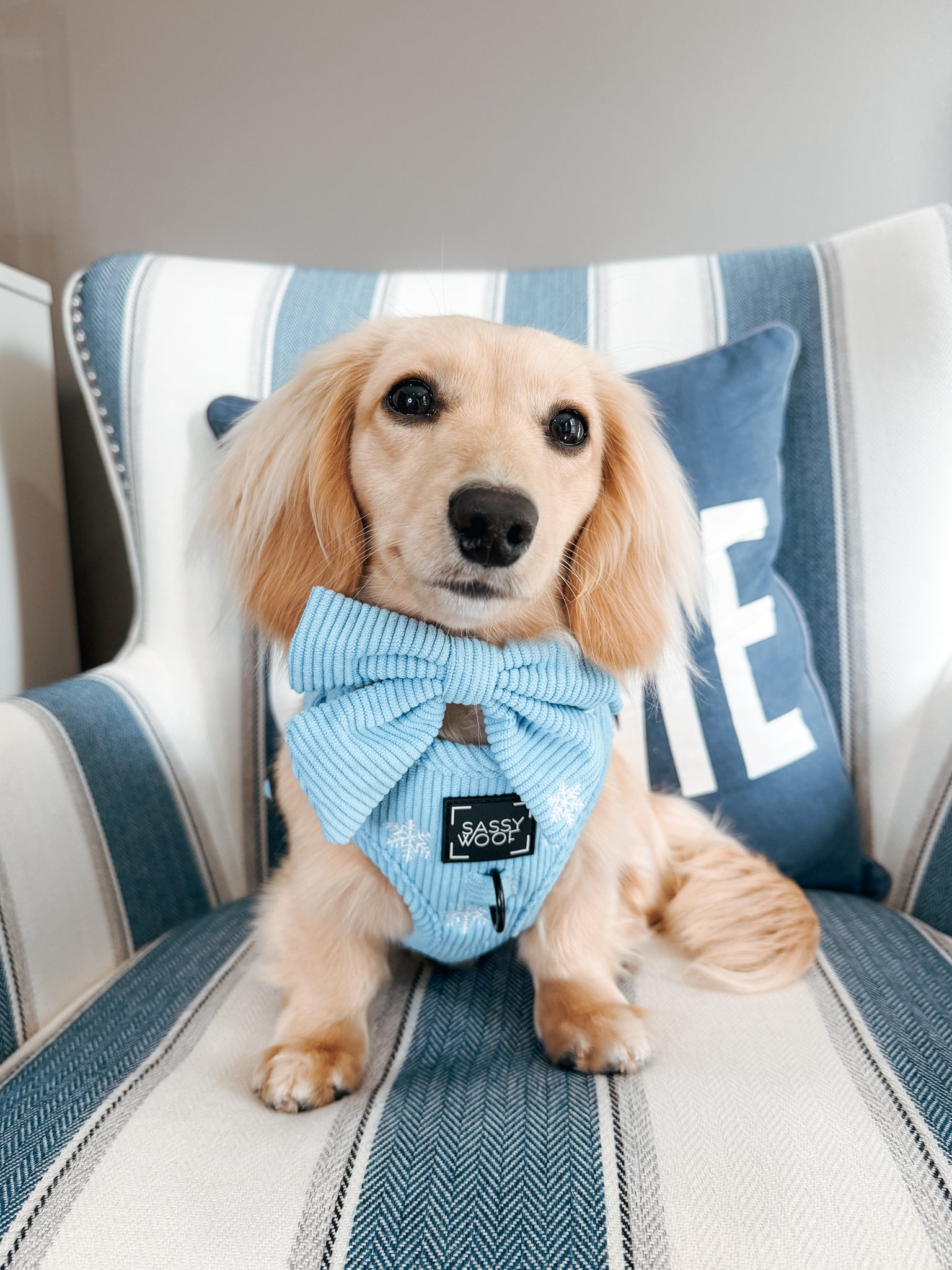 INFLUENCER_CONTENT | @LITTLELORDOTIS | HARNESS SIZE: XS, COLLAR SIZE: S