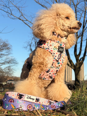 INFLUENCER_CONTENT | @LIZZIELIKEMCGUIRE | COLLAR & HARNESS SIZE: S