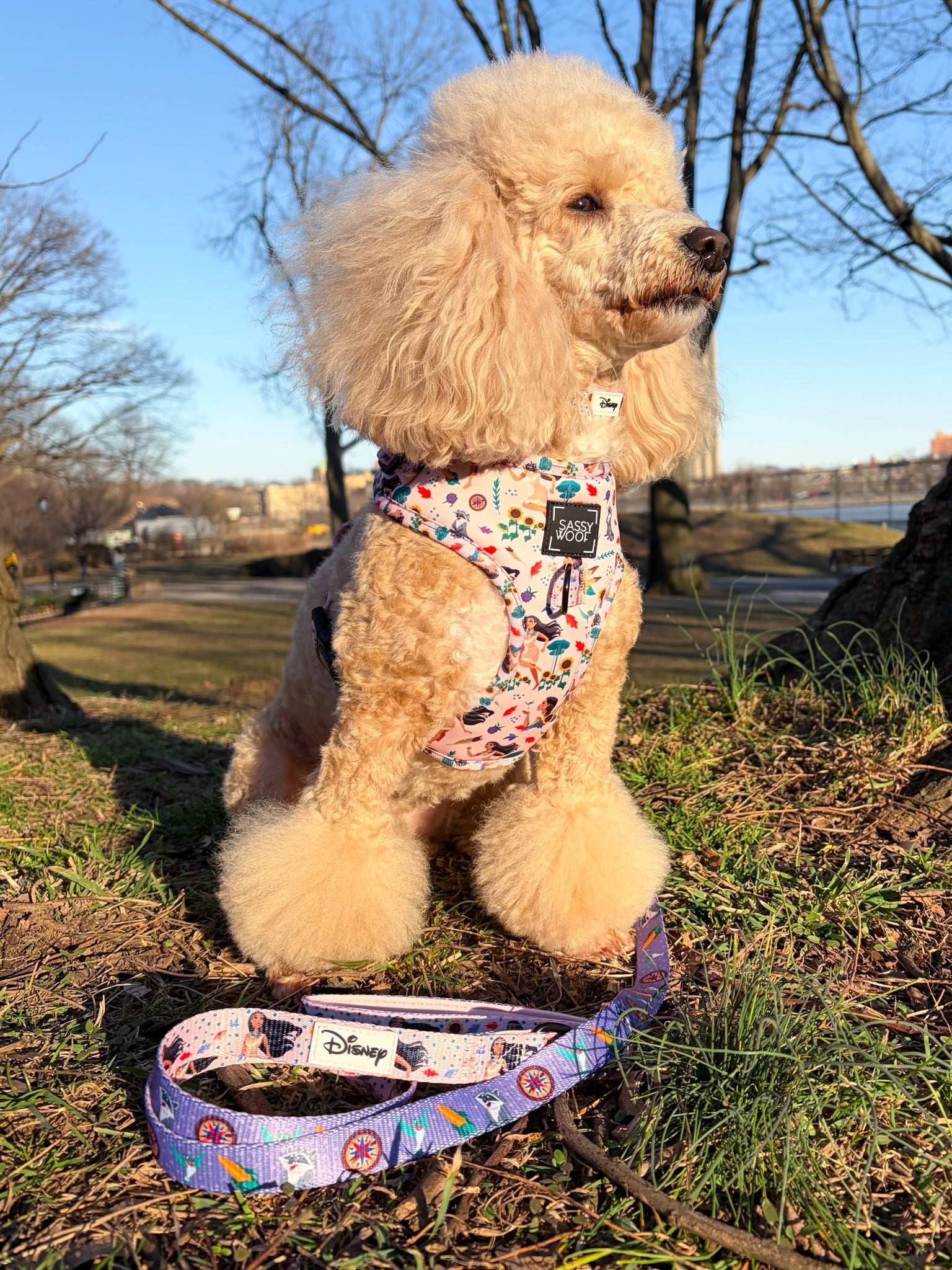 INFLUENCER_CONTENT | @LIZZIELIKEMCGUIRE | COLLAR & HARNESS SIZE: S